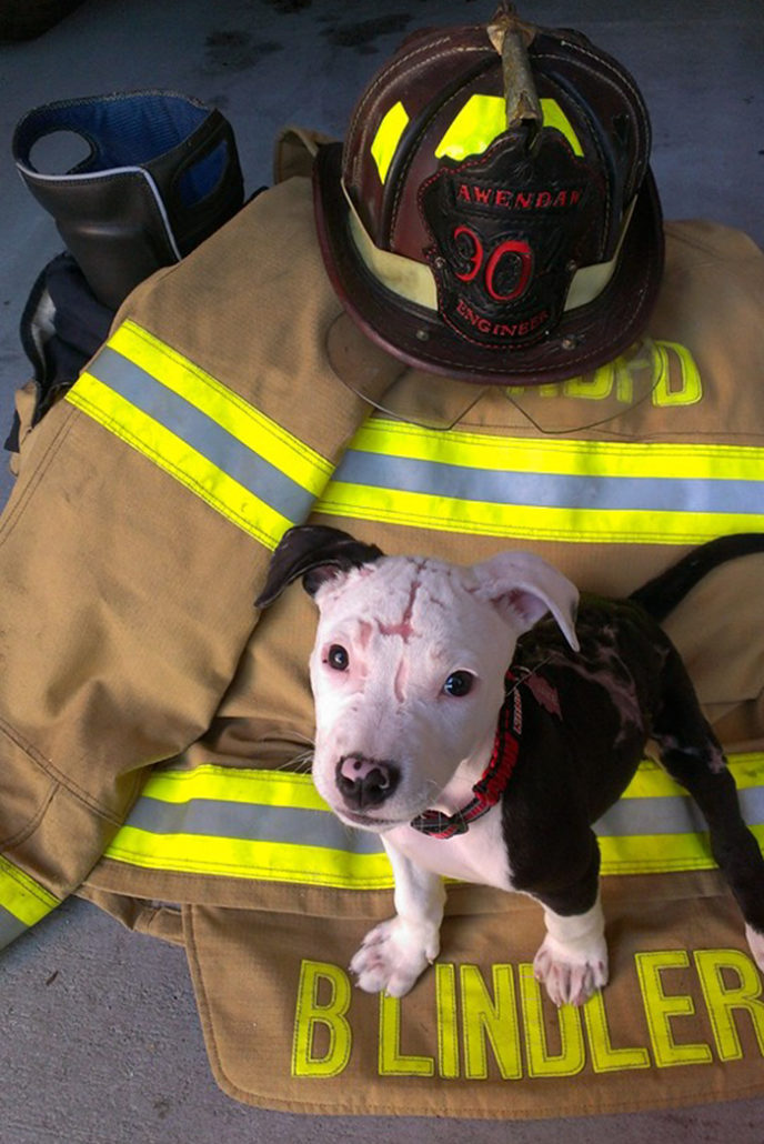 Firefighter dog burn victim mascot jake william lindler 18.jpg