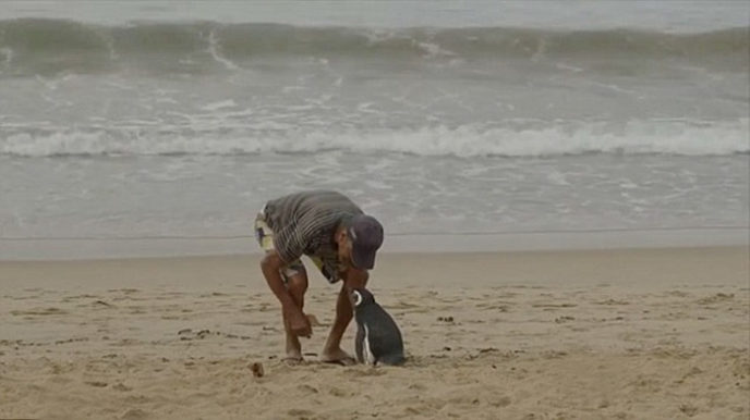 Man saves penguin returns swims 5000 miles 17.jpg
