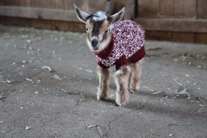 Baby goats knit sweaters sunflower farm 10.jpg