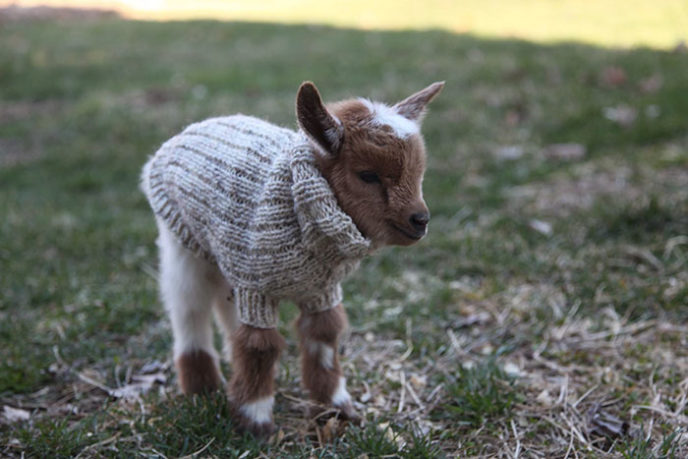 Baby goats knit sweaters sunflower farm 11.jpg