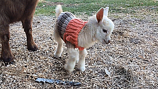 Baby goats knit sweaters sunflower farm 3.gif
