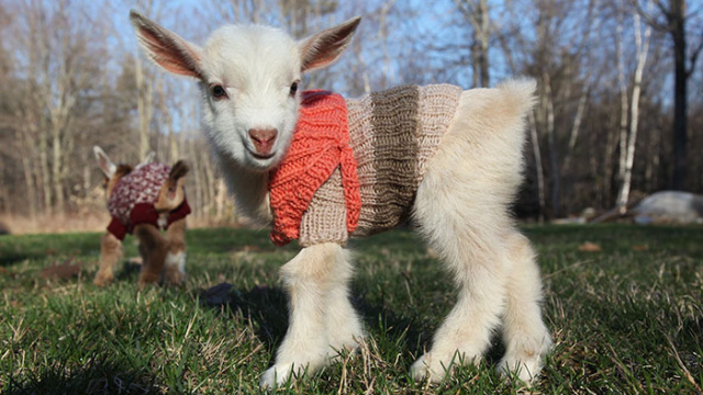 Baby goats knit sweaters sunflower farm 8.jpg