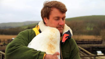 Injured swan hugs man richard wiese born to explore abbotsbury swannery 15.jpg