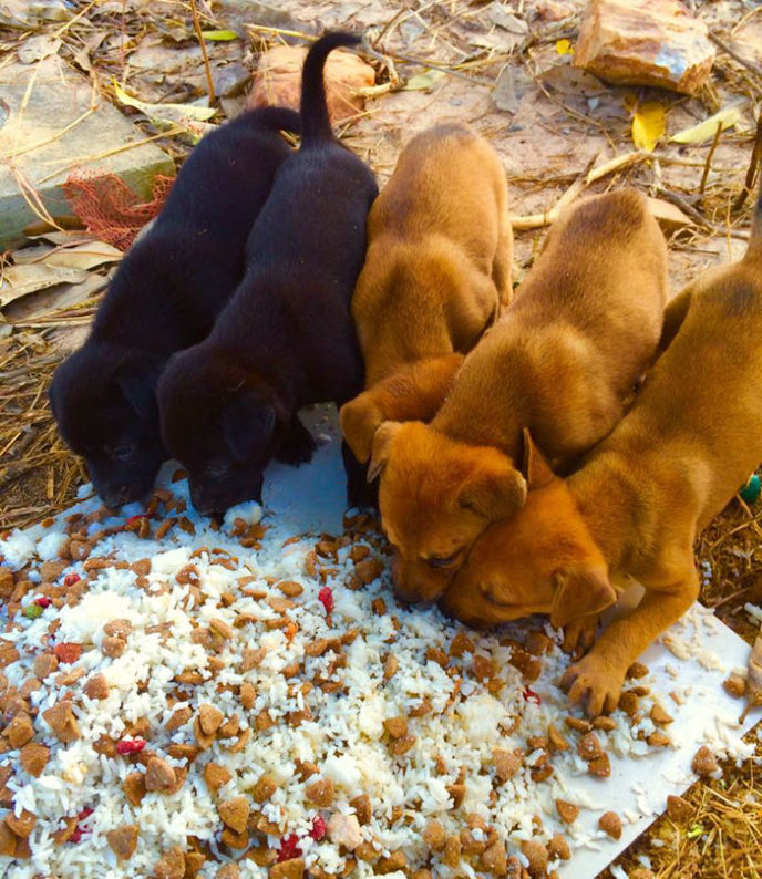Man feeds 80 homeless dogs michael baines thailand 15.jpg