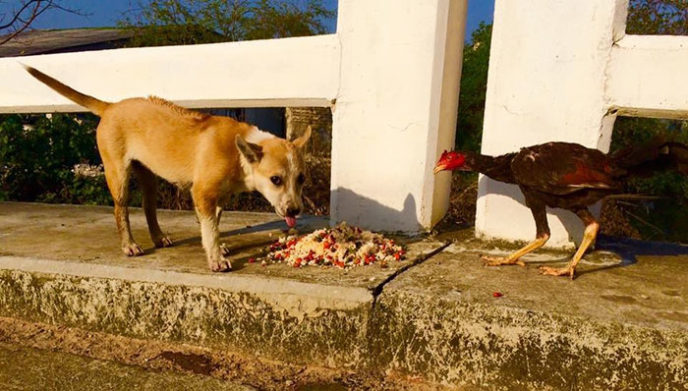 Man feeds 80 homeless dogs michael baines thailand 3.jpg