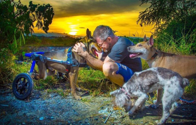 Man feeds 80 homeless dogs michael baines thailand 41.jpg