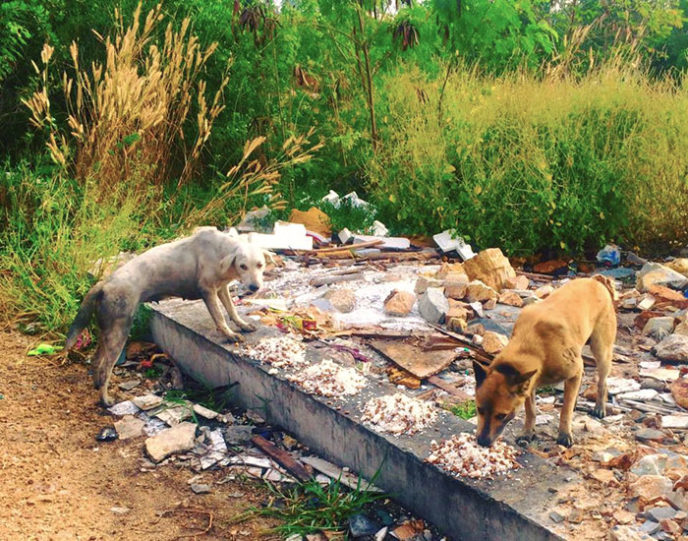Man feeds 80 homeless dogs michael baines thailand 7.jpg