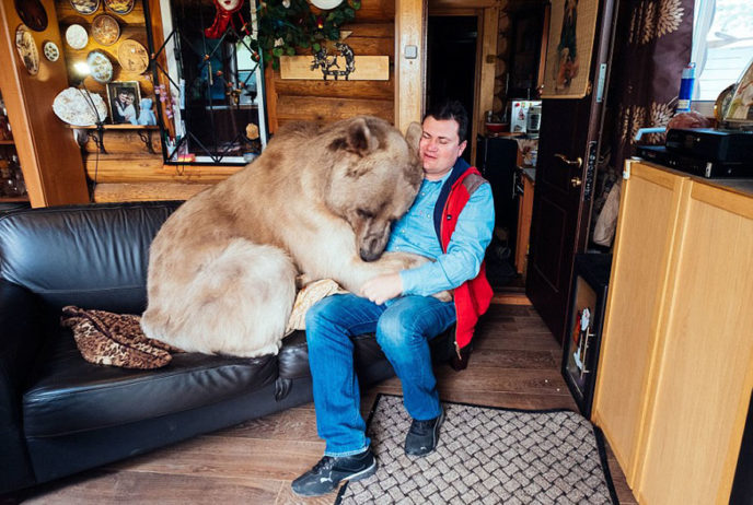 Adopted bear russian family stepan a15.jpg