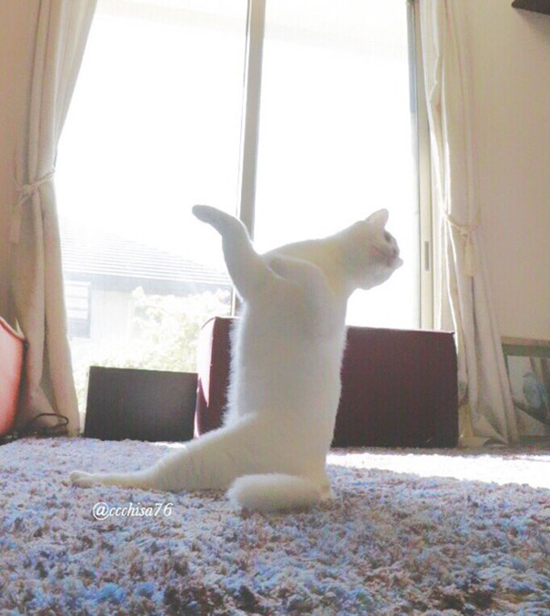 Ballet cat japan 17.jpg