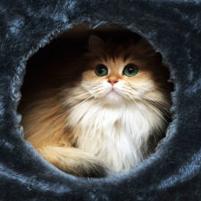 Beautiful fluffy cat british longhair 11.jpg