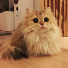 Beautiful fluffy cat british longhair 2.jpg