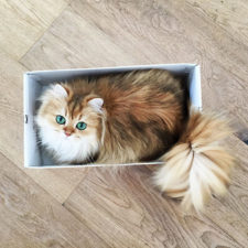 Beautiful fluffy cat british longhair 21.jpg