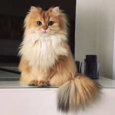 Beautiful fluffy cat british longhair 22.jpg