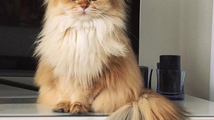 Beautiful fluffy cat british longhair 22.jpg