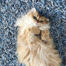 Beautiful fluffy cat british longhair 24.jpg