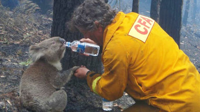 Firefighters rescuing animals saving pets 45 5729f0c4b84c5__605.jpg