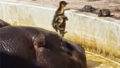 Hippos help baby duck latest.jpg