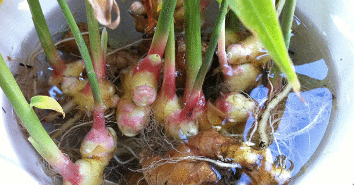 How to grow an endless supply of ginger indoors.gif