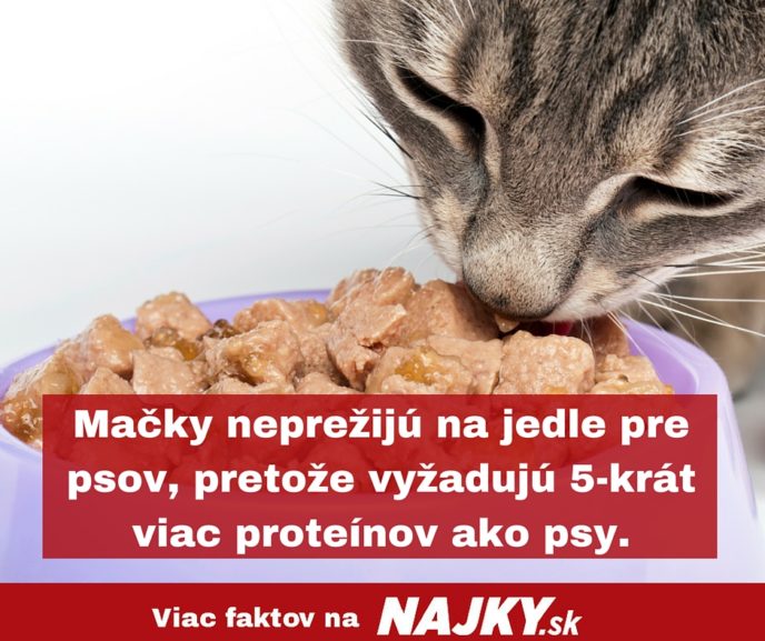 Macky nepreziju na jedle pre psov pretoze vyzaduju 5 krat viac proteinov ako psy..jpg
