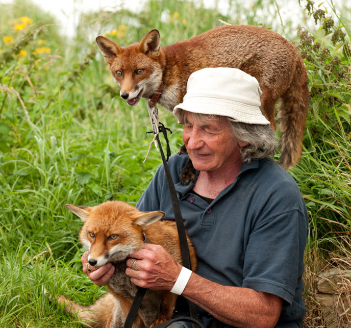 Pet foxes rescue patsy gibbons ireland 13.jpg