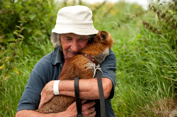 Pet foxes rescue patsy gibbons ireland 20.jpg