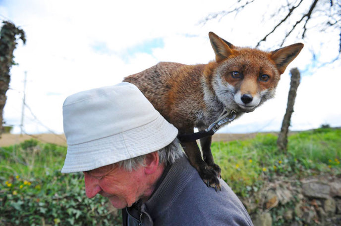 Pet foxes rescue patsy gibbons ireland 25.jpg