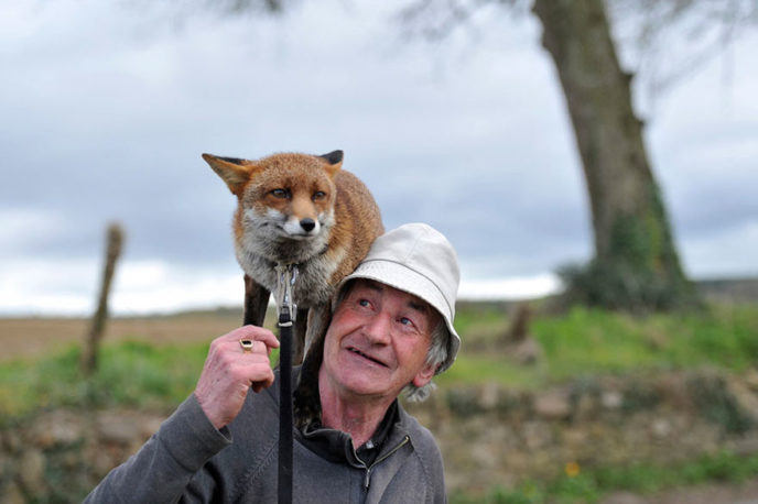 Pet foxes rescue patsy gibbons ireland 5.jpg