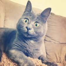 Surprised cat hydrocephalus kevin theadventuresofkev17.jpg