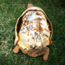 Tortoise 3d printed shell freddy 1.jpg