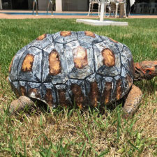 Tortoise 3d printed shell freddy 4.jpg