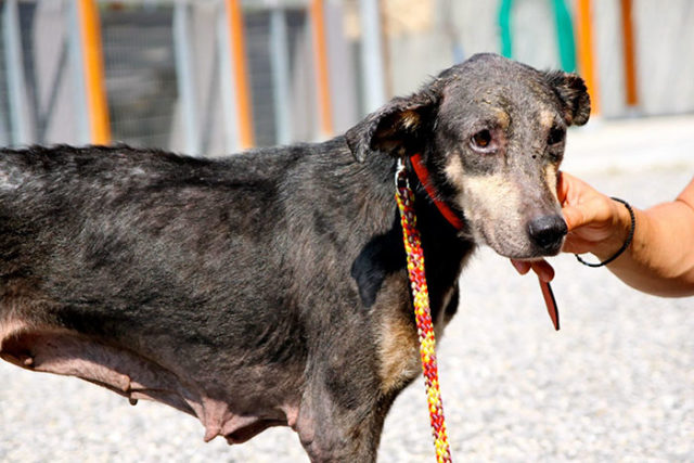 Stray dog transform stone mange petra greece 17.jpg