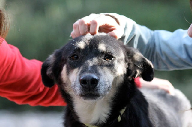 Stray dog transform stone mange petra greece 18.jpg