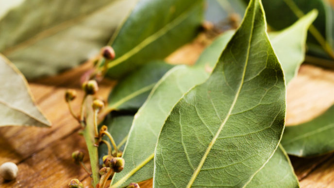 Bay leaves. Soft focus