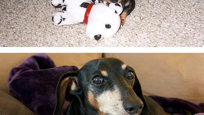 Before after pets growing old first last photos 34 577b9bb7b274e__700.jpg