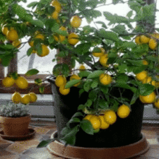 Lemontree1 664x349.gif