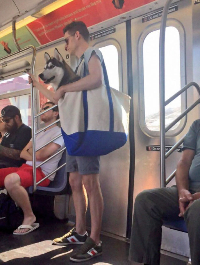 Man with giant dog tote bag new york subway 1a.jpg
