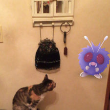 Pets can see pokemon go japan 24 579622ccdff8c__605.jpg