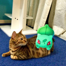 Pets can see pokemon go japan 26 57962348c6aaa__605.jpg
