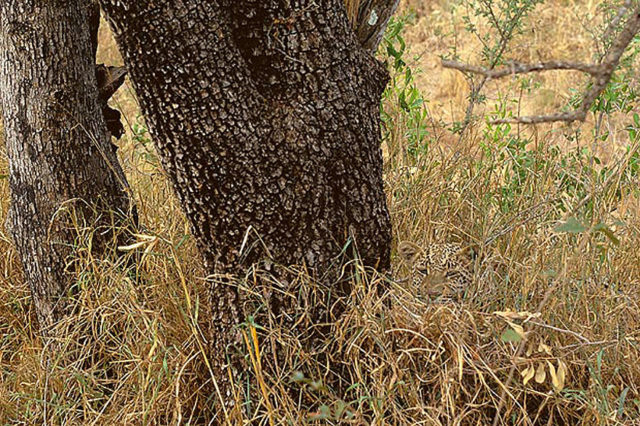 Animal camouflage photography art wolfe 17.jpg