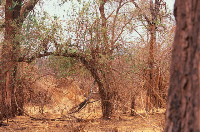 Animal camouflage photography art wolfe 2.jpg