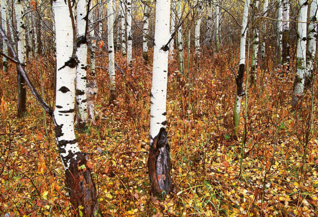 Animal camouflage photography art wolfe 3.jpg