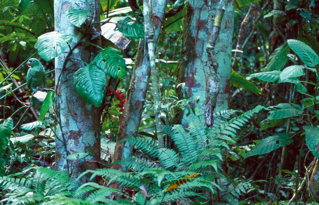 Animal camouflage photography art wolfe 8.jpg