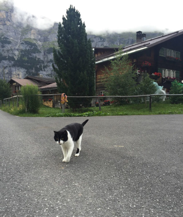 Cat guide man mountain gimmelwald switzerland 4.jpg