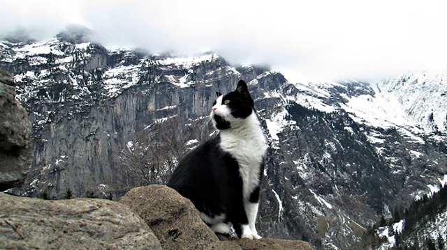 Cat guide man mountain gimmelwald switzerland 5.jpg