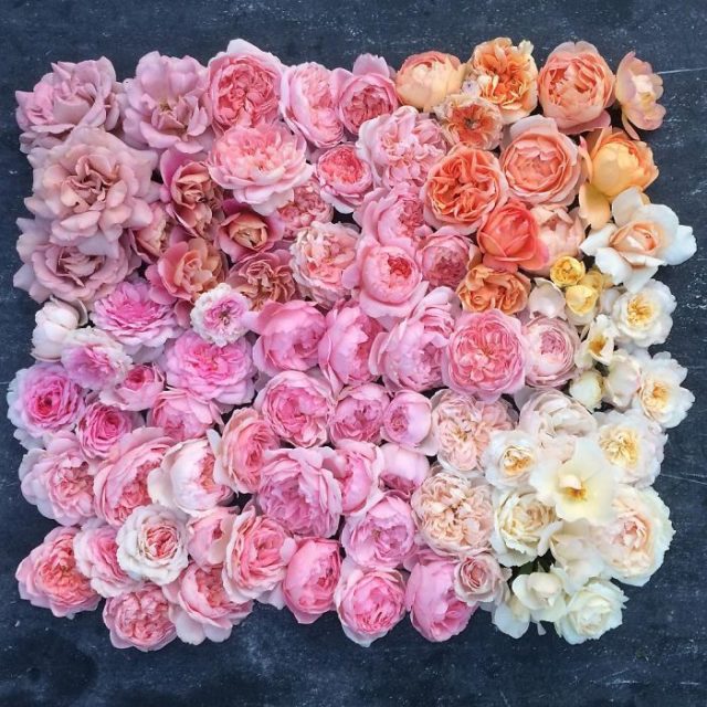 Flower farm florist instagram floret flower erin benzakein 1 57b4301daa4f4__700.jpg