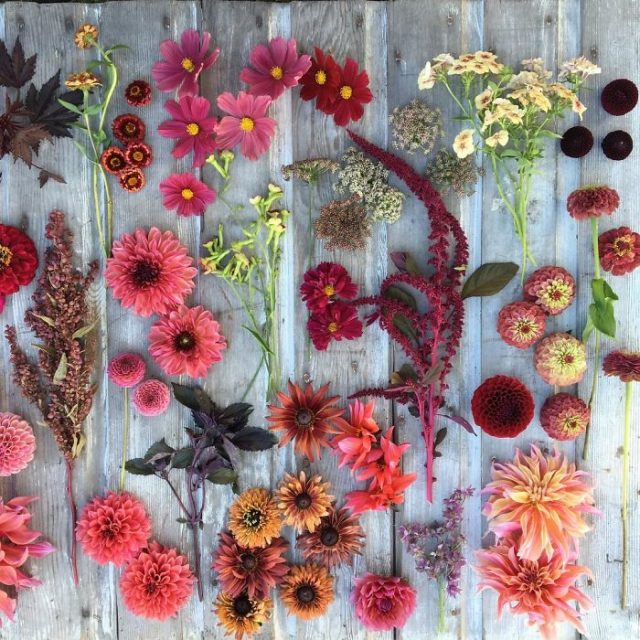 Flower farm florist instagram floret flower erin benzakein 17 57b4304edf0c4__700.jpg