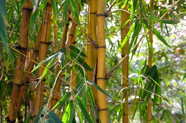 Bamboo 1028699_640.jpg