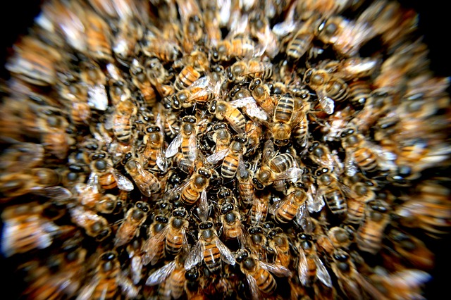 Bees 276190_640.jpg