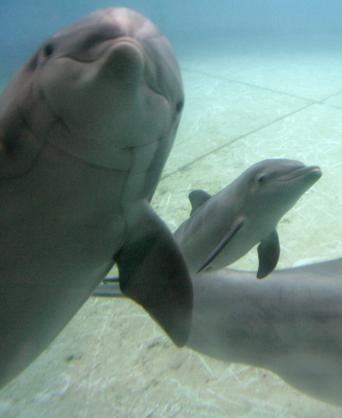 Dolphin Babies Birth