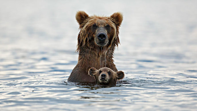 Mother bear cubs animal parenting 1 57e3a1e10f99c__880.jpg